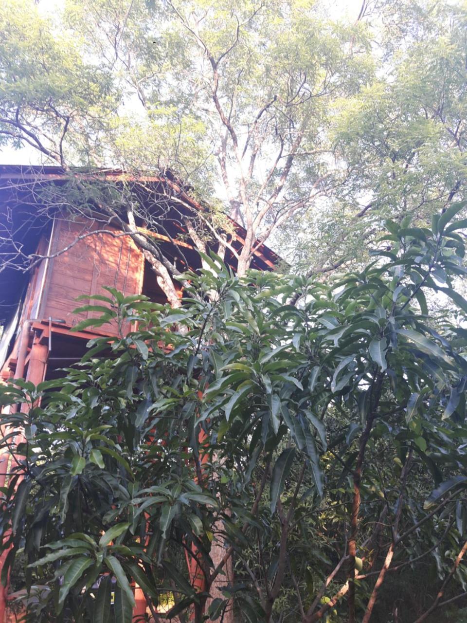 Dambulla Tree House Villa Luaran gambar