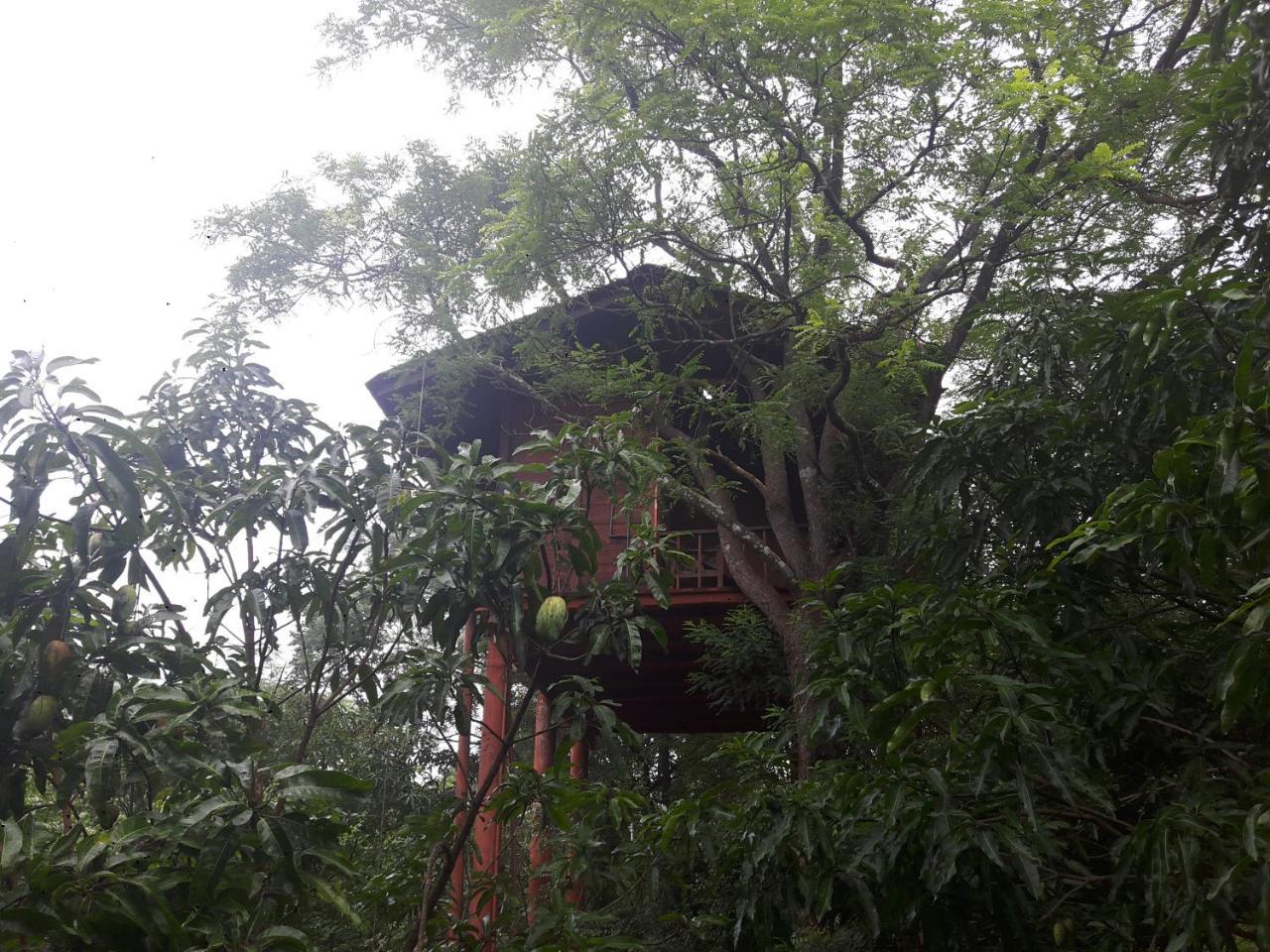 Dambulla Tree House Villa Luaran gambar