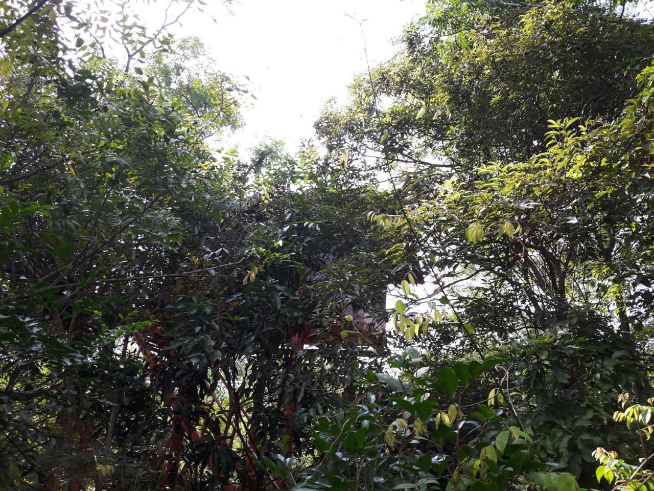 Dambulla Tree House Villa Luaran gambar